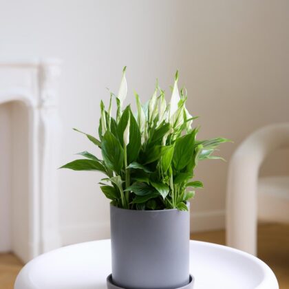 Спатифилиум (женское счастье)