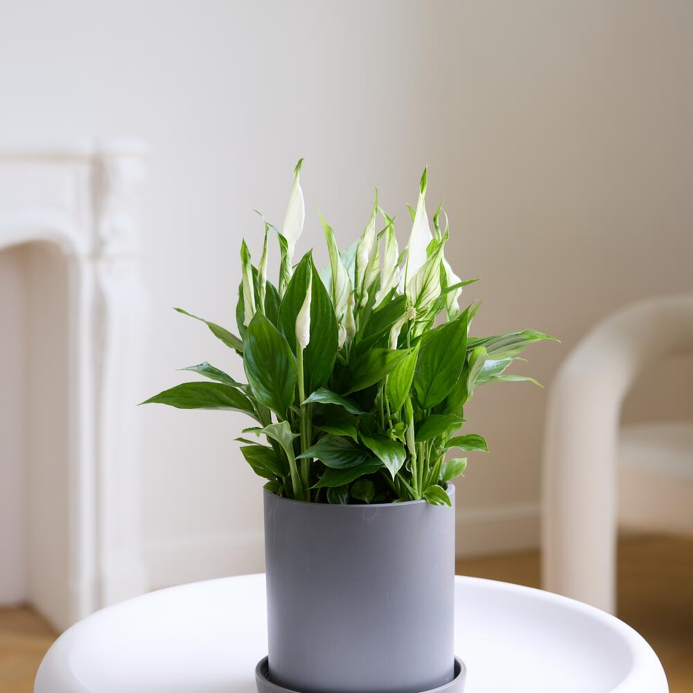 Спатифилиум (женское счастье)