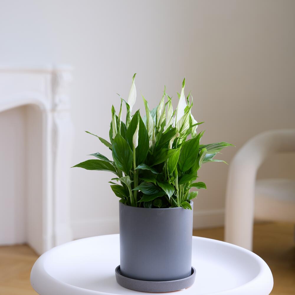 Спатифилиум (женское счастье) — изображение 2