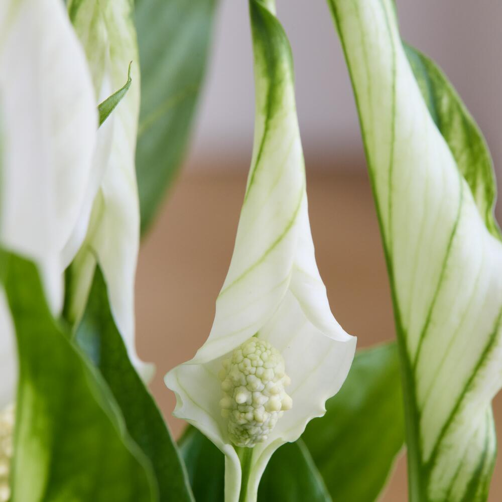 Спатифилиум (женское счастье) — изображение 3