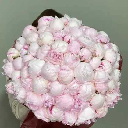 Пион, цвет розовый, 75 шт