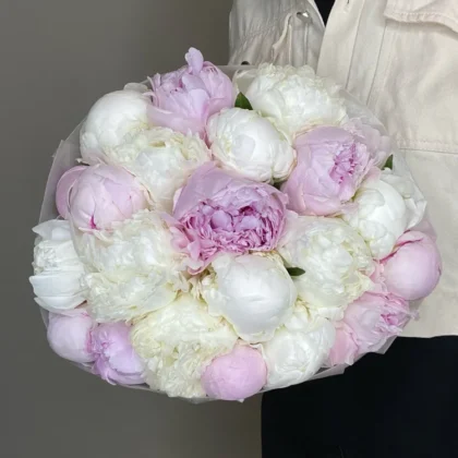 Пион, цвет бордовый, 21 шт