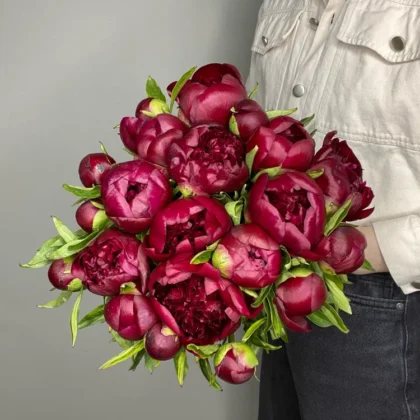Пион, цвет бордовый, 21 шт